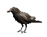 Crow Attack