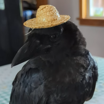 crow-bot